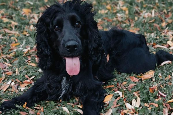 Sirius, un chien bien heureux de vivre à Lille.