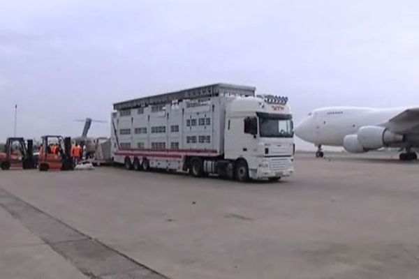 bovins prêts à être embarqués pour la Mongolie sur l'aérodrome de Châteauroux-Déols