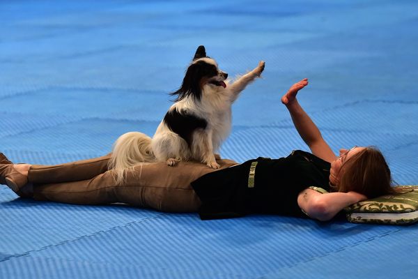 Démonstration de Dog Dancing à Dortmund (Allemagne) en 2019.