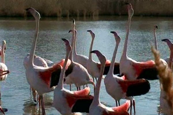 Camargue - C'est la période des amours et de la parade nuptiale du flamand rose - février 2013.