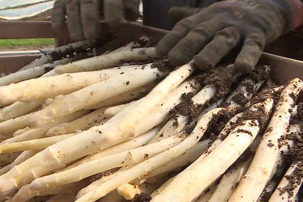 En cette fin de mois d'avril, l'asperge de Ruffey se fait désirer