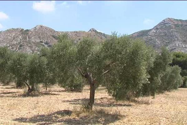 50 hectares de végétation s'étendent sur 16 communes des Bouches-du-Rhône et composent le par naturel régional des alpilles