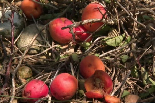 Les abricots sont impropres à la vente