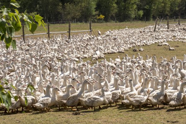 Les canards ne sont pas encore revenus