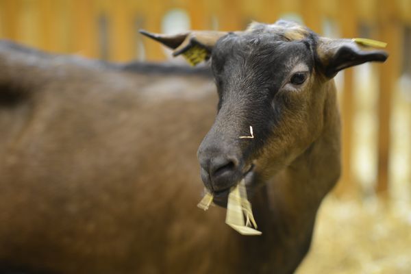 "Douce", la chèvre mascotte du salon de l'agriculture