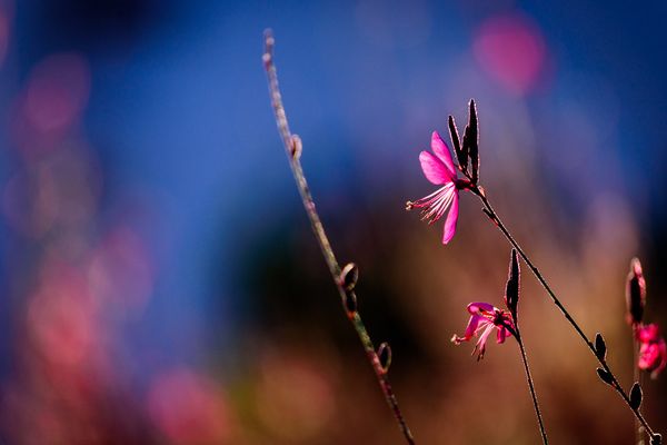 Autumn Flowers