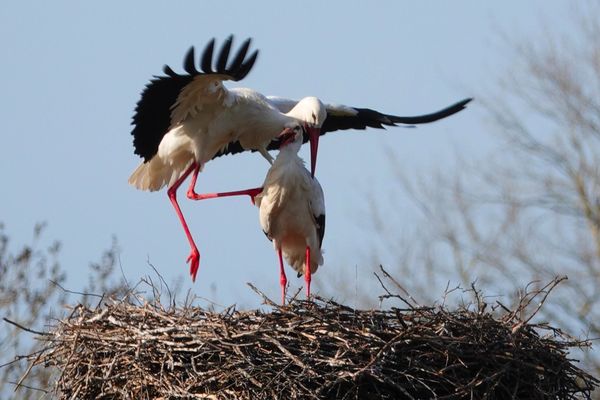 Un nid de cigogne installé à Breuil-Magné en Charente-Maritime.