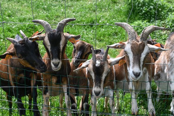 La fièvre catarrhale ovine, bien qu’elle ne soit pas transmissible à l’homme, représente une menace sérieuse pour les animaux, en particulier les ovins.