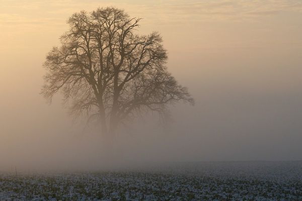 Quelques chutes de neige au milieu du brouillard ?