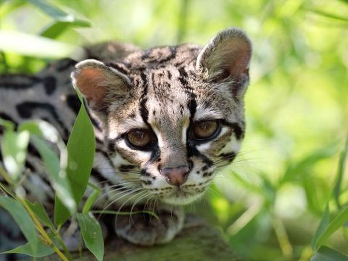 Un Petit Felin Margay Derobe Au Domaine Des Fauves De Fitilieu En Isere