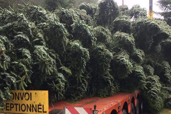 Le troisième sapin a été prélevé ce mercredi 8 novembre, sur la commune de Bois-le-Champ.