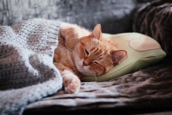 En posant vos congés au bon endroit du calendrier, vous pourrez rester au lit plus longtemps comme ce matou.