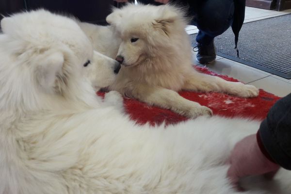 Samoyèdes au salon des animaux de Séreilhac