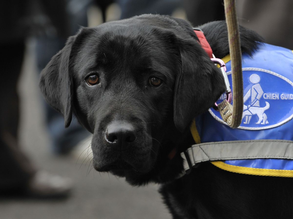 Nimes Un Gerant Condamne Pour Avoir Refuse L Acces A Son Commerce Au Chien D Assistance D Une Personne Handicapee