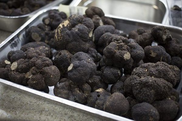 Truffes noires