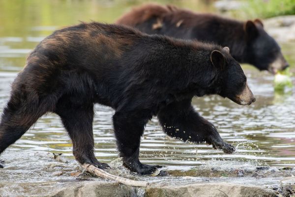 Deux ours noirs se sont battus au parc animalier Pairi Daiza, dimanche 24 novembre 2024.