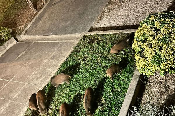 Près d'une dizaine de sangliers vient régulièrement dans cette résidence du 10ᵉ arrondissement de Marseille la nuit, occasionnant de nombreux dégâts.