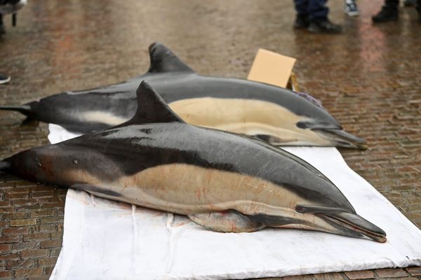 Le 24 février, L' ONG de défense des océans Sea Shepherd a exposé place Royale à Nantes deux dauphins découverts morts la nuit précédente au large des Sables d' Olonne.