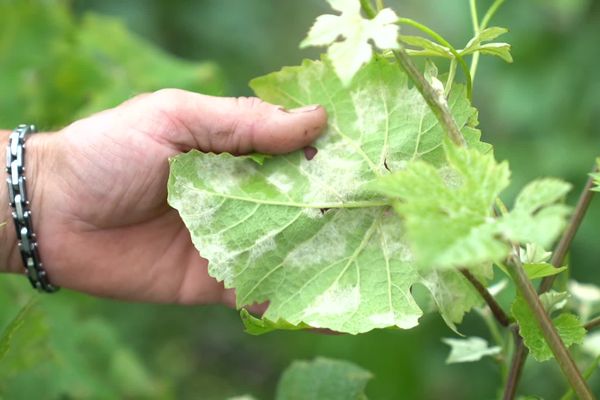 La vigne contaminée au mildiou dans l'Aisne - Juillet 2021