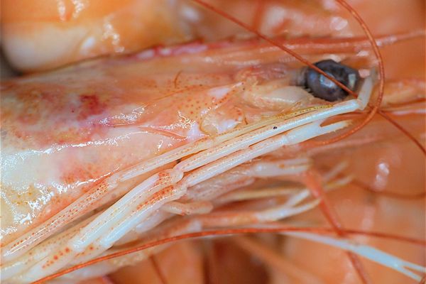 Rappel de produits : la présence de Vibrio vulnificus, bactérie mangeuse de chaire, décelée dans un lot de crevettes (photo illustration)