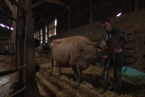 Alain et ses deux fils sont sur le pont pour jongler entre le Salon de l'agriculture à Paris et leur exploitation à Vironchaux dans la Somme.