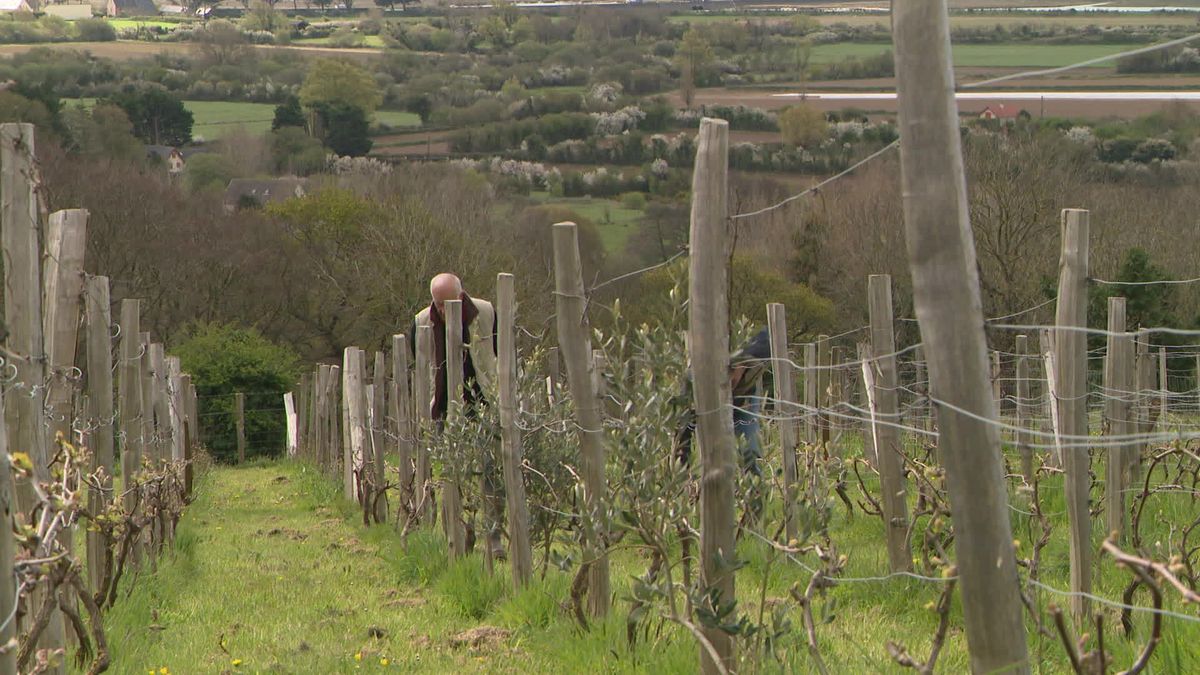 Vin-Vigne : Le guide des vins et des vignes de France