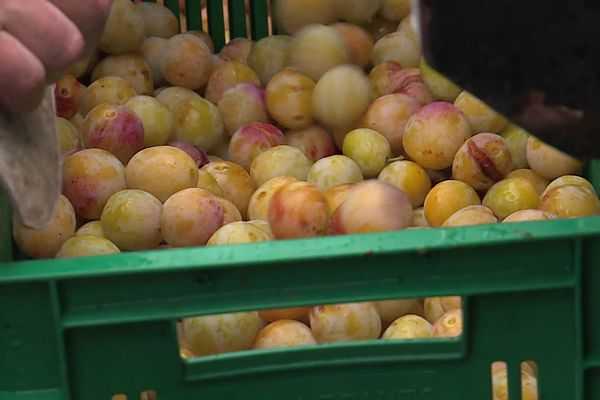 L'heure est au bilan pour les producteurs de mirabelles de Lorraine.