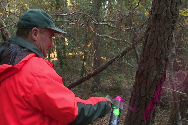 Les agents de l'ONF interviennent dans la Forêt de la Coubre, au nord de Royan, pour sélectionner les arbres à abattre.