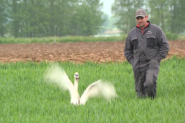 Impossible de déloger les cygnes tuberculés. L'agriculteur dispose de peu de moyens face à ces animaux qui dévorent ses récoltes.