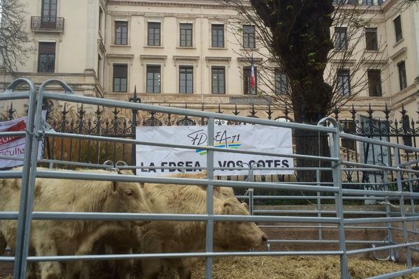 Les manifestants sont venus avec une partie de leur élevage