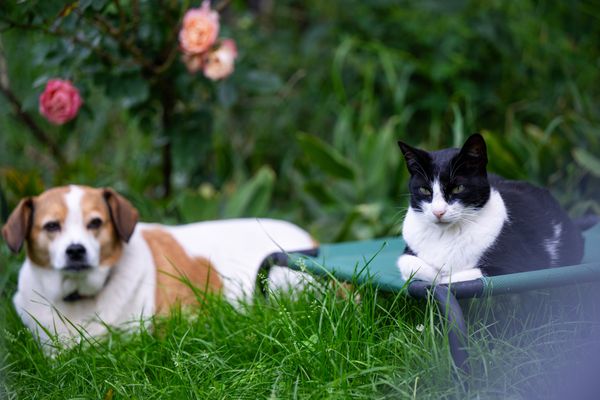 Mieux comprendre la cohabitation entre un chat et un chien.