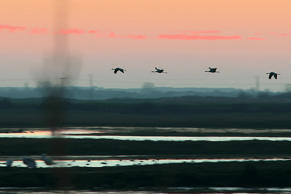 En cette période hivernale, s'il y a bien un spectacle à ne pas rater en Sud Vendée littoral, c'est l'arrivée des grues cendrées sur la Réserve Naturelle Michel Brosselin à Saint-Denis-du-Payré.