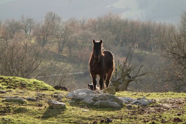 Réputé pour sa robustesse, le cheval d'Auvergne a disparu dans les années 90.