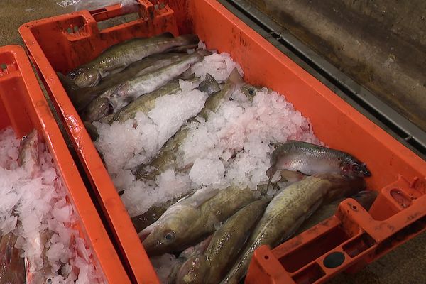 Si le régime climatique persiste de nombreux stocks de morues disparaîtront