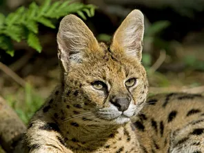 Le serval est un félin qui ressemble à une petite panthère. Image d'illustration (Archives)