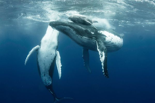 Une baleine à bosse a été repérée dans la Seine.