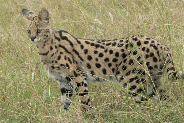 Serval en Tasmanie (Archives)