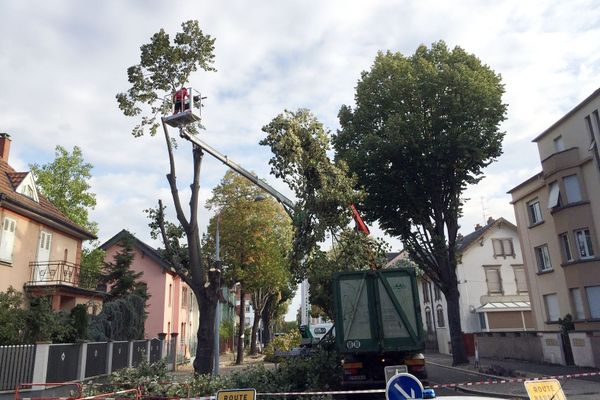 Les bûcherons de l'ONF ont commencé l'abattage des 18 tilleuls de la rue Charles Grad à Colmar dès 8 heures, ce jeudi matin.