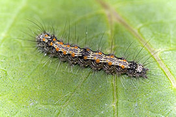 La chenille Lithosia quadra est grise avec des points rouge orangé