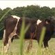 Les vaches de Stéphane Le Bechec mourraient de crises cardiaques, d'hémorragies, d'AVC.