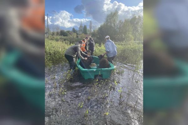 Evacuation de moutons et de chèvres en barque chez des particuliers du marais de Guines.