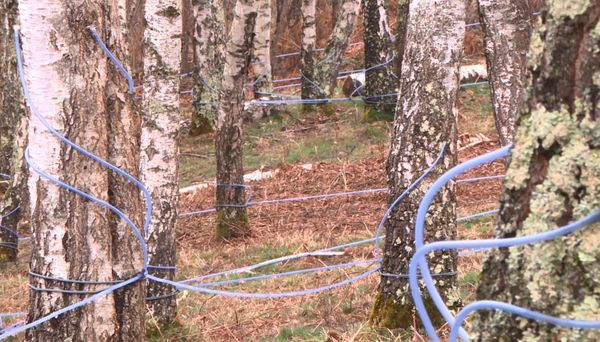 Ariege Avec Un Mois D Avance La Recolte De La Seve De Bouleau Bat Son Plein