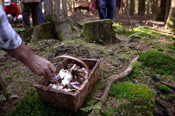 La cueillette des champignons est soumise à une réglementation en termes de quantité.