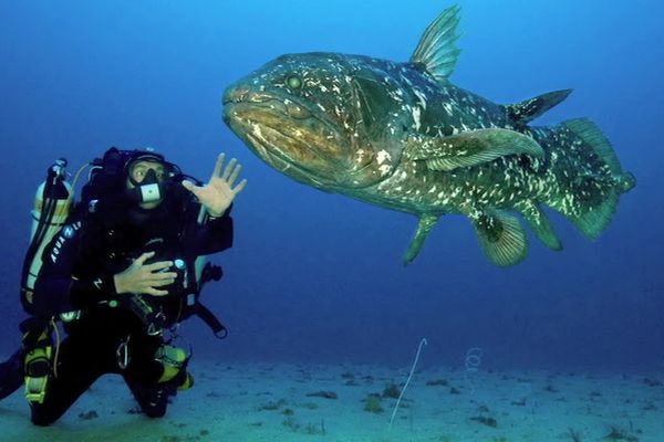 Le cœlacanthe, ce poisson emblématique, est bien plus vieux qu'on ne le pensait