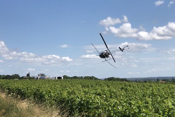 Opération de sauvegarde exceptionnelle des vignes par voie aérienne, mardi 29 juin à Gevrey-Chambertin (Côte-d'Or)