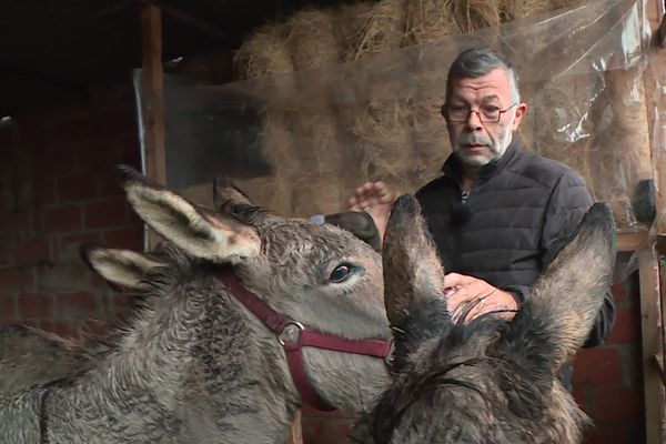 Deux équidés ont été mutilés chez un particulier de Fronton en Haute-Garonne : un âne a eu l'oreille décapitée, un poney, les parties génitales sectionnées.