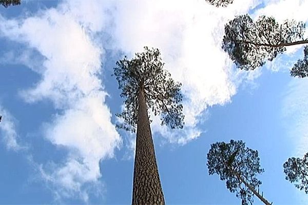 Ces arbres ont été choisis pour fabriquer le mât d'un vieux gréement.