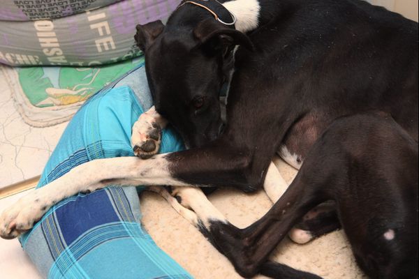  En février 2012, à Rixheim, une famille d'accueil avait recueilli un lévrier "Galgo" espagnol, abandonné et maltraité par son maître en Espagne. 