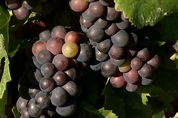 Mercredi 3 septembre : L’annonce des dates de vendanges en Champagne.