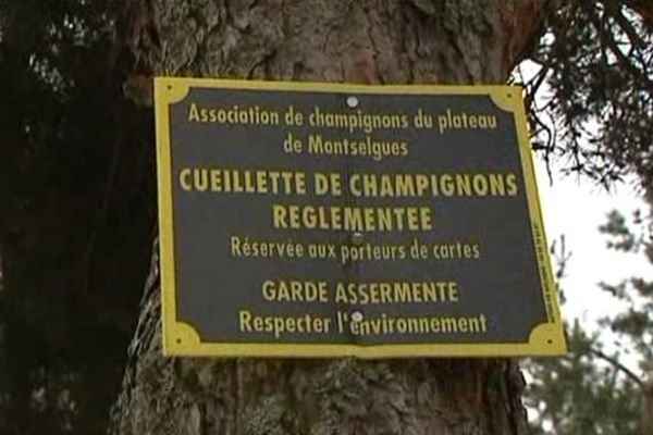 Champignons : la cueillette payante à Montselgues (Ardèche)